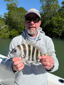 Sheepshead fish caught while fishing in Jensen Beach