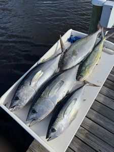Three yellowfin tuna fish caught in Florida