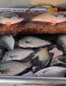 Crappie Haul In Branson, MO