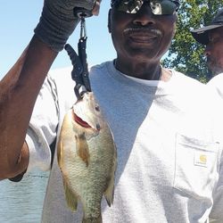 Fish-Species