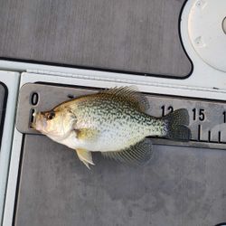 Catch the Thrill: Branson Crappie Fishing Trip