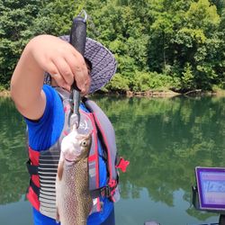 Image of a rainbow trout caught while fishing in MO