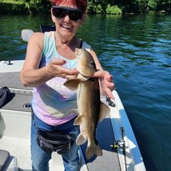 A single silver redhorse fish caught in Branson