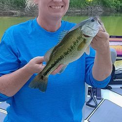 Largemouth bass caught in Branson, Missouri