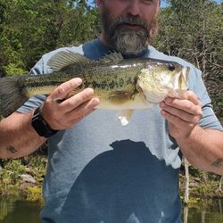 Largemouth Bass caught in MO