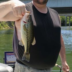 Largemouth Bass caught while fishing in MO