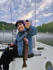 Rainbow trout caught in Branson while fishing