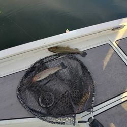 Two rainbow trout caught while fishing in MO