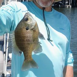 Redear Sunfish in MO