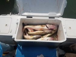 Caught this at Lake Erie