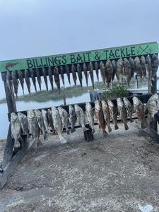 6 black drum and sheepshead fish caught in TX