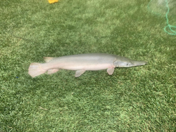 Alligator gar fish caught while fishing in TX