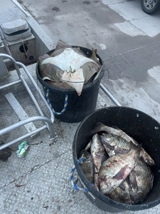 Two fish caught in Aransas Pass