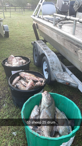 Majestic black drum fish caught in Aransas Pass