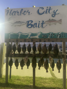 Four black drum fish caught in Aransas Pass