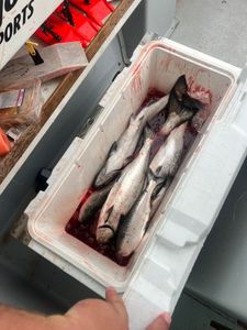 Fishing in MI