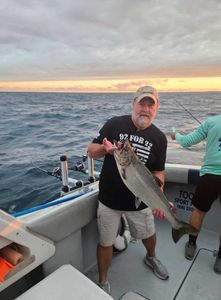 Chinook Salmon caught in MI