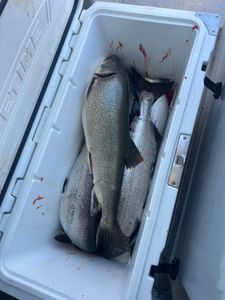Two fish caught in MI during cruises and fishing
