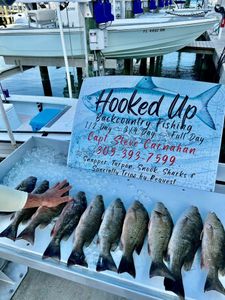6 grey snapper fish caught in FL