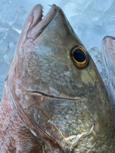 Angler fishing in Florida waters