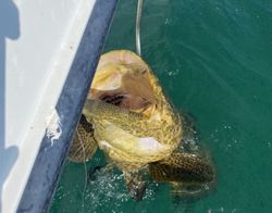 Fishing in Islamorada with best, great catch