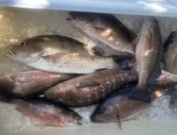7 fish caught while fishing in FL