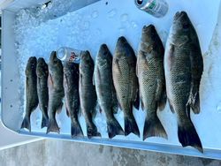 Five grey snapper caught fishing in FL