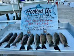 10 grey snapper fish caught in FL