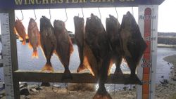 6 Pacific Halibut caught while fishing in Roseburg