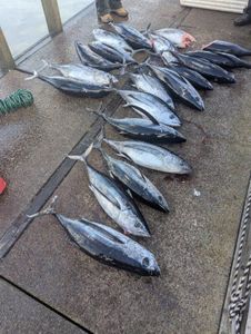 Fresh caught blackfin tuna and albacore tuna displayed on boat deck in Roseburg OR