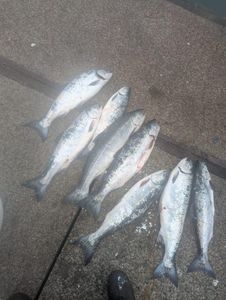 Six Coho salmon catch displayed on dock in Roseburg Oregon