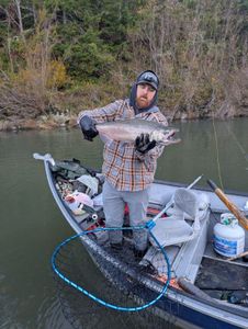 Coho salmon catch displayed on fishing boat in Roseburg Oregon