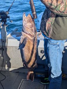 Large lingcod caught while fishing near Roseburg Oregon displayed on boat deck