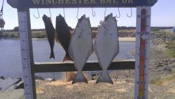 4 pacific halibut fish caught in roseburg