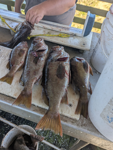 4 fishing rods in Roseburg
