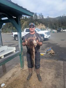 Angler displaying large flatfish catch at boat launch in Roseburg Oregon