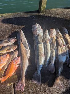 Fresh caught vermilion rockfish and lingcod displayed on dock in Roseburg Oregon