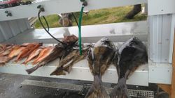 Two fish caught while fishing in OR