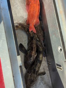 Two fish caught while fishing in Roseburg