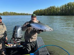 Chinook Salmon caught while fishing in OR