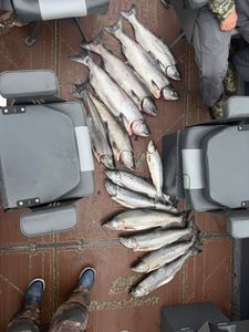 7 Coho Salmon caught while fishing in OR