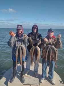 Three anglers with a great catch of 3 large fish in TX