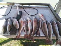 Eight redfish and black drum caught fishing in TX