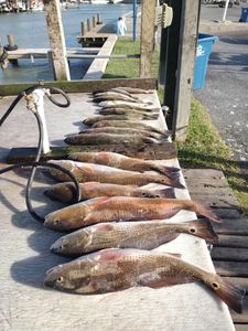 4 redfish caught during fishing trip at South Padre Island