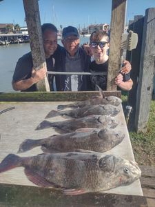 3 black drum fish caught in TX