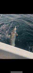 Fishing in FL