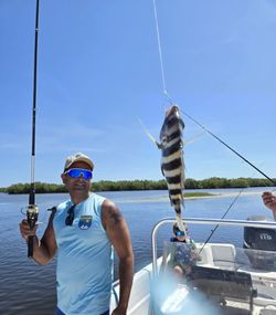 Sheepshead fish caught while fishing in FL