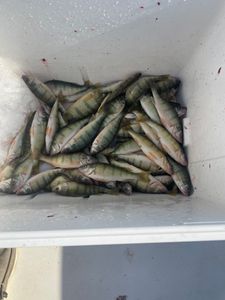 Three fish caught in OH