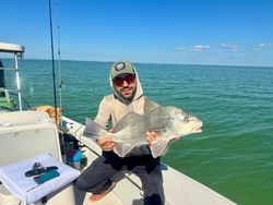Black drum caught while fishing in Tavernier FL