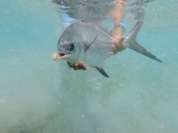 Large permit fish being held underwater in clear water near Tavernier Florida